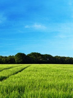 Следы колеи в поле обои