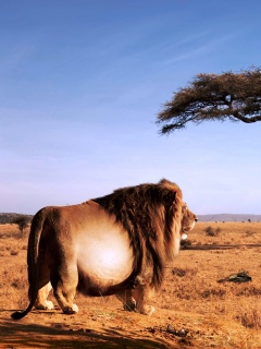 Толстый лев обои