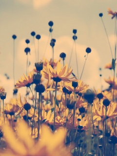 Полевые цветы летом обои