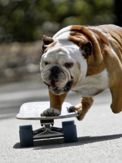 Собака на скейтборде обои