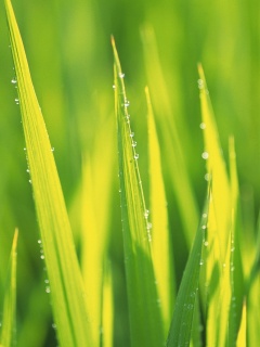 Яркая зеленая трава обои