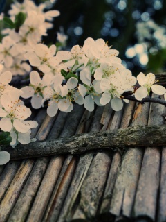 Веточка цветущей вишни обои