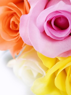 Букет разноцветных роз обои