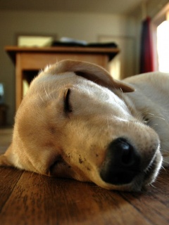 Собака спит обои