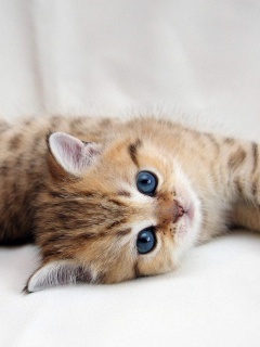 Рыжиый котенок с синим глазами обои