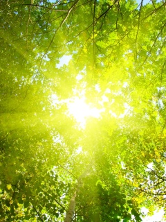 Яркий зеленоватый свет пробивающийся сквозь листву обои