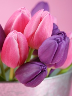 Розовые и фиолетовые тюльпаны обои