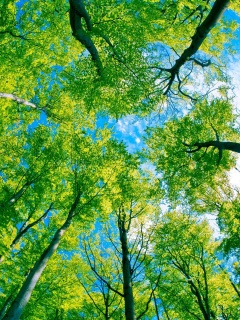 Кроны деревьев обои