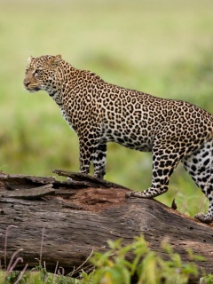 Леопард на природе обои