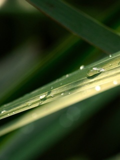 Капли росы на листе обои