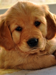 Сонный щенок лабрадора обои