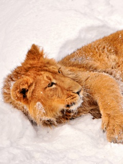 Львёнок в снегу обои