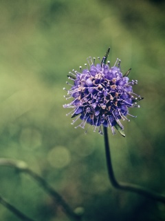 Цветок в макро обои