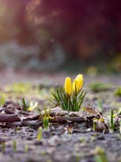 Весенняя трава и цветы обои