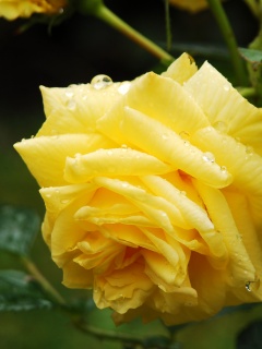 Желтая роза обои