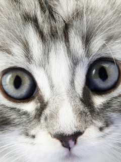 Пушистый котенок обои