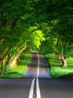 Дорога через лес обои