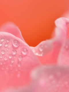 Нежность лепестков обои