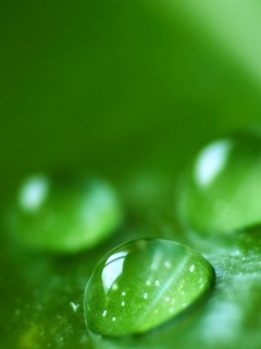 Зеленые капли росы обои