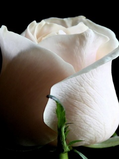 Бутон белой розы обои