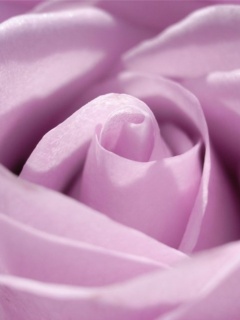 Фиолетовая роза макро обои