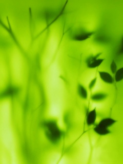 Зелень за стеклом обои