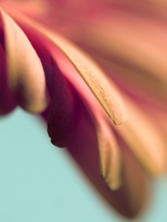 Лепестки цветка в макро обои