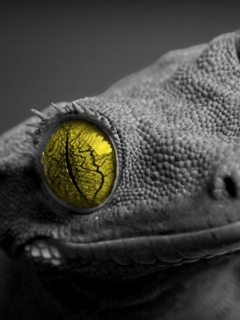 Ящерка обои