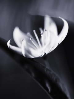 Белый цветок обои