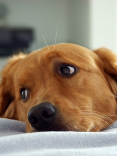 Лабрадор-ретривер обои