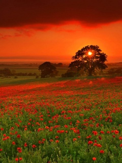 Закат на поле красных цветов обои