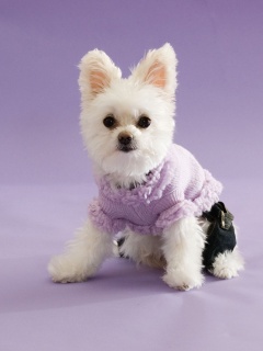 Собачка в свитере обои