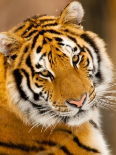 Тигр оборачивается обои