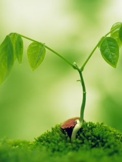 Молодой росток обои