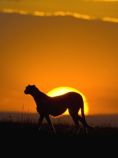 Гепард на закате обои