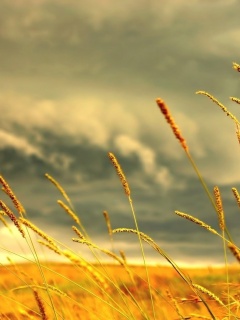 Золотистое поле обои