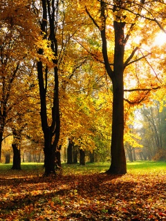 Осенний листопад в парке обои