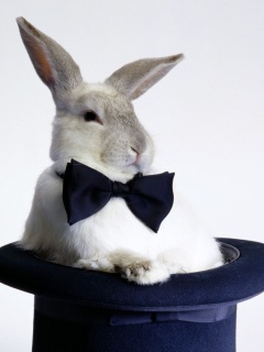 Кролик в цилиндре фокусника обои