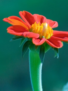 Красивый красный цветок обои