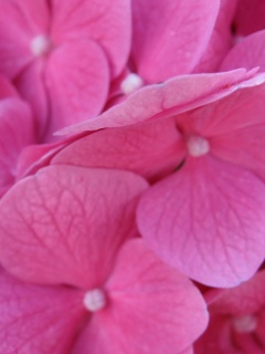 Фиолетовые нежные цветы обои