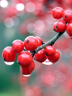 Капли росы на ягодах рябины обои