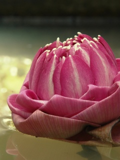 Водяной цветок обои