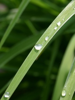 Капли росы на траве обои