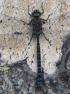 Стрекоза на дереве обои