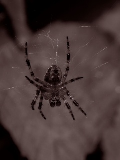 Паук на паутине обои