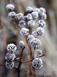Ледяные цветы обои