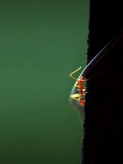 Муравей-пожарник обои