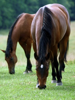 Время пощипать травку обои