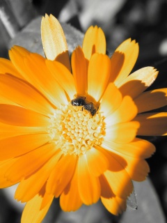 Оса на цветке обои