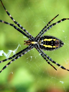 Огромный паук обои